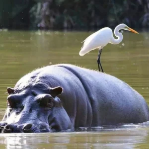 HIPPO-with-bird-1024x683